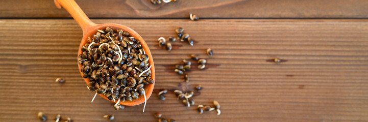 sprouted food hemp seeds in a wooden spoon on a wooden background. banner
