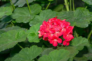 The hydrangea is blooming in the sun.