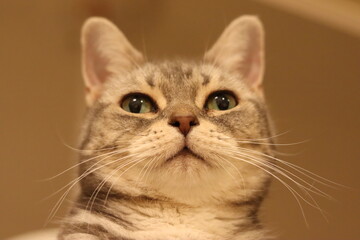 少し驚いた表情の猫のアメリカンショートヘアブルータビー
A cat with a slightly surprised expression.