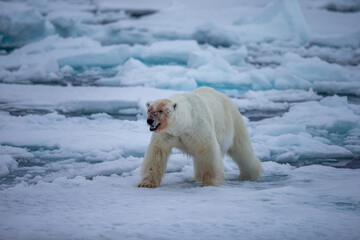 Obraz premium Polar Bear (Ursus maritimus) Spitsbergen North Ocean