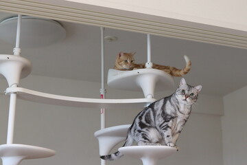 キャットタワーから見下ろす猫達アメリカンショートヘアシルバータビーレッドタビー
Two cats watching from the cat tower.