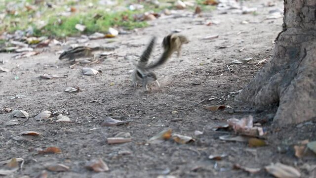 close up of a three stripped indian palm squirrel eating peanuts.