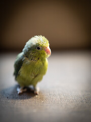 Portrait of little forpus bird the smallest parrot in the world  