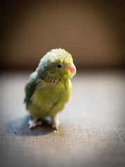 Portrait of little forpus bird the smallest parrot in the world  