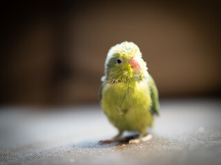 Portrait of little forpus bird the smallest parrot in the world  