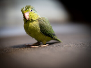 Portrait of little forpus bird the smallest parrot in the world  