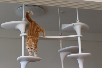キャットタワーから舌を出して降りる猫アメリカンショートヘアレッドタビー
A cat showing his tongue and getting off the cat tower.