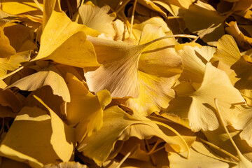 Close up of a beautiful Ginkgo Biloba yellow leaves being lit by soft autum light.