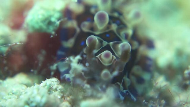 Rhinophores Bilder Durchsuchen 702 Archivfotos, und