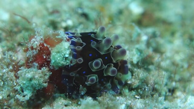 Soft Bodied Dendrodoris Denisoni Nudibranch Rests Motionless Ocean Floor