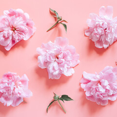 Fototapeta na wymiar several repeating pattern of peony flowers in full bloom pastel pink color and buds, isolated on pale pink background. flat lay, top view. square