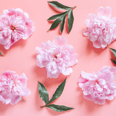 repeating pattern of several peony flowers in full bloom pastel pink color and leaves, isolated on pale pink background. flat lay, top view. square