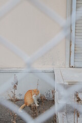 squirrel in the snow