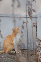squirrel in the snow