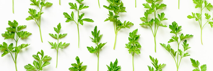 fresh organic parsley leaves arranged in a row on a white background. banner