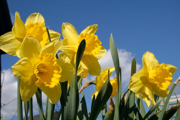 Fototapeta premium flower of narcissus with blue sky background