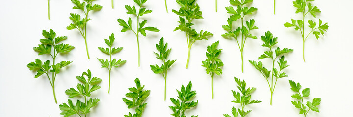 fresh organic parsley leaves arranged in a row on a white background. banner