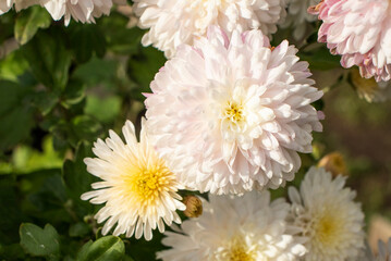 white chrysanthemums in the garden