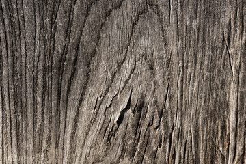 Wood with natural relief and a beautiful shine in surface used in a 400-year-old Japanese temple gate.