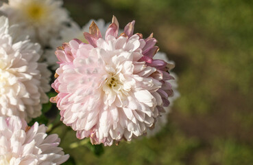 white chrysanthemums in the garden