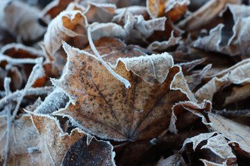 Dry Plane tree brown leaves covered by frost . Platanus occidentalis tree on winter