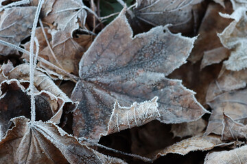 Dry Plane tree brown leaves covered by frost . Platanus occidentalis tree on winter