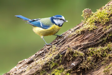 Blue tit at a feeding place at the Mönchbruch pond in a natural reserve in Hesse Germany. Looking for food in winter time.