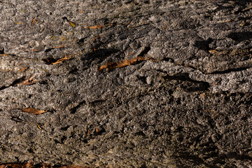 Japanese centenary tree between 300 and 400 years old. Details on the trunk with soft natural light.