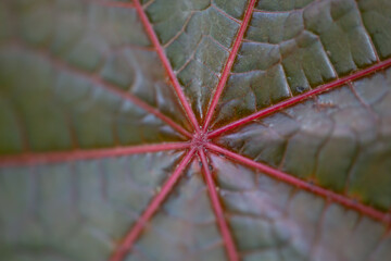 Center of castor bean leaf macro photography on a summer day. Texture of ricinus leaf garden...