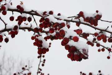 
Small red apples on branch covered by snow in the garden in winter season 