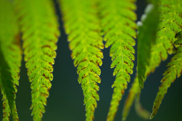 Macro photo of a bright green fern leaf with rusty spots. Green leaves in the backlight on a dark...