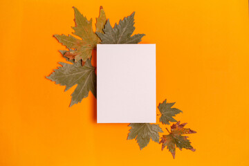 autumn concept.Rectangular white canvas, colorful autumn leaves , on a yellow background