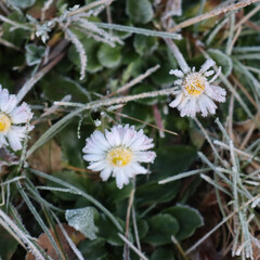 Frost on yellow and white Common daisy flower. Bellis perennis plant in winter 