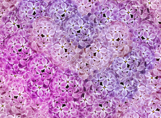 Purple lilac backgraund. Spring flowers. Closeup. Nature.