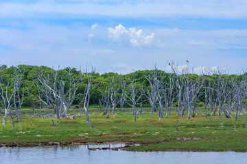 野付半島　ナラワラ