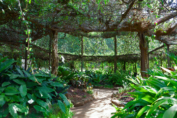 Pergola from Ficus benjamina in Royal Botanical Gardens, Peradeniya, Kandy, Sri Lanka