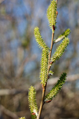 Green pistillate catkin inflorescences bloom on Arroyo Willow, Salix Lasiolepis, Salicaceae, native dioecious deciduous shrub in Ballona Freshwater Marsh, Southern California Coast, Winter.