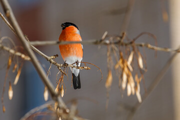 a bullfinch  sitting on a branch