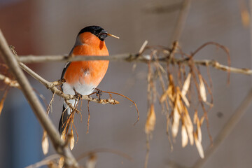 a bullfinch  sitting on a branch