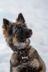 Ovcharka puppy