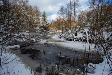 Winter forest and river