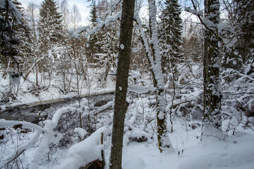 Winter forest and river