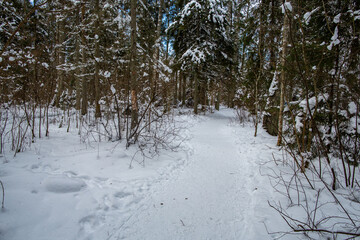 Winter forest walk road