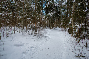 Winter forest walk road