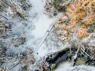 Winter forest and river