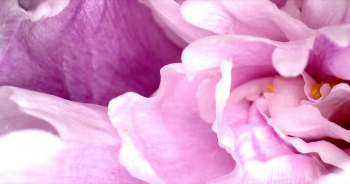 Wonderful pink flower, summer freshness. Background for the Festival of flowers, Valentine's Day concept. Close up and zoom out. High quality.