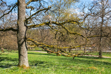 Obraz premium Oak tree in a park in the spring