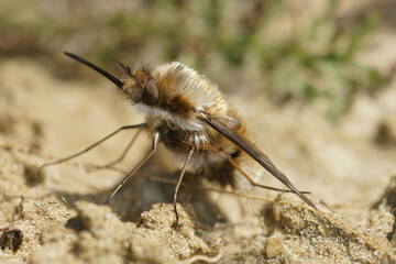 Detailed frontal closeup of a dark bordered bee fly , Bombylius major