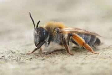 Close up of a female grey-gastered mining bee ,Andrena tibialis  , 