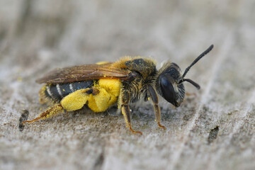 Closeup of a female Broad-faced Mining Bee, Andrena proxima , loaded with yellow pollen